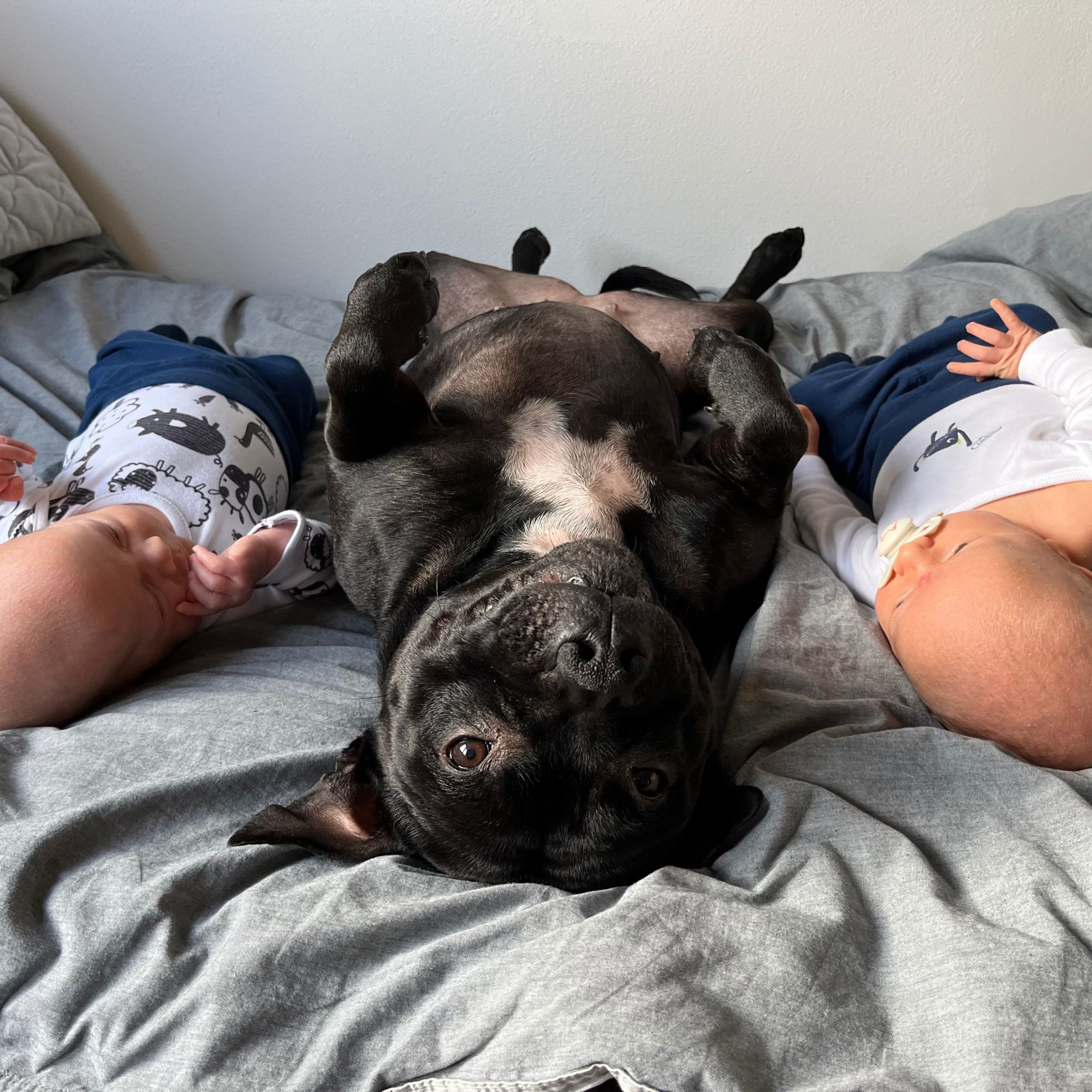 Blog_doggino_clanek1